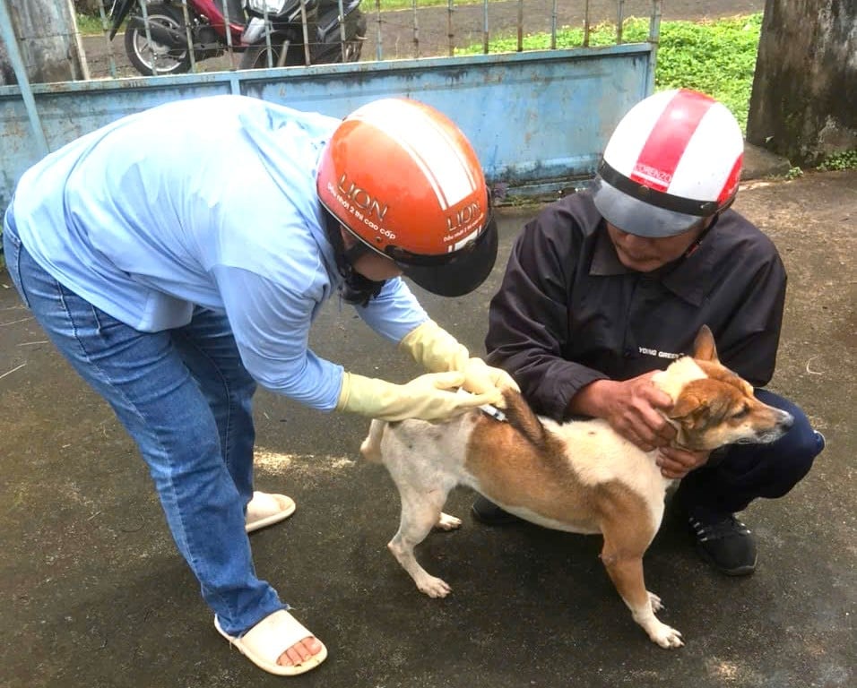 Các địa phương chú trong tiêm phòng vaccine trên đàn chó, mèo, tránh nguy cơ mắc bệnh dại. Ảnh: Tuấn Anh. Các địa phương chú trong tiêm phòng vaccine trên đàn chó, mèo, tránh nguy cơ mắc bệnh dại. Ảnh: Tuấn Anh.