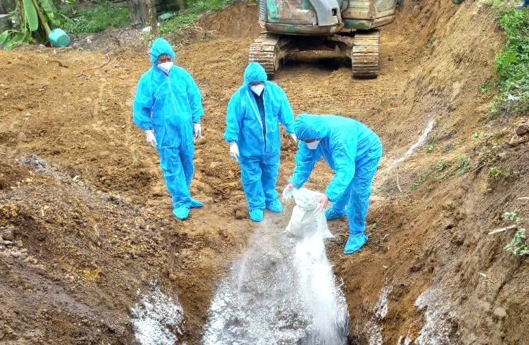 Công tác tiêu hủy số lợn bị mắc dịch tả lợn Châu Phi tại xã Linh Hồ, tỉnh Tuyên Quang. Ảnh: Đào Thanh. Công tác tiêu hủy số lợn bị mắc dịch tả lợn Châu Phi tại xã Linh Hồ, tỉnh Tuyên Quang. Ảnh: Đào Thanh.