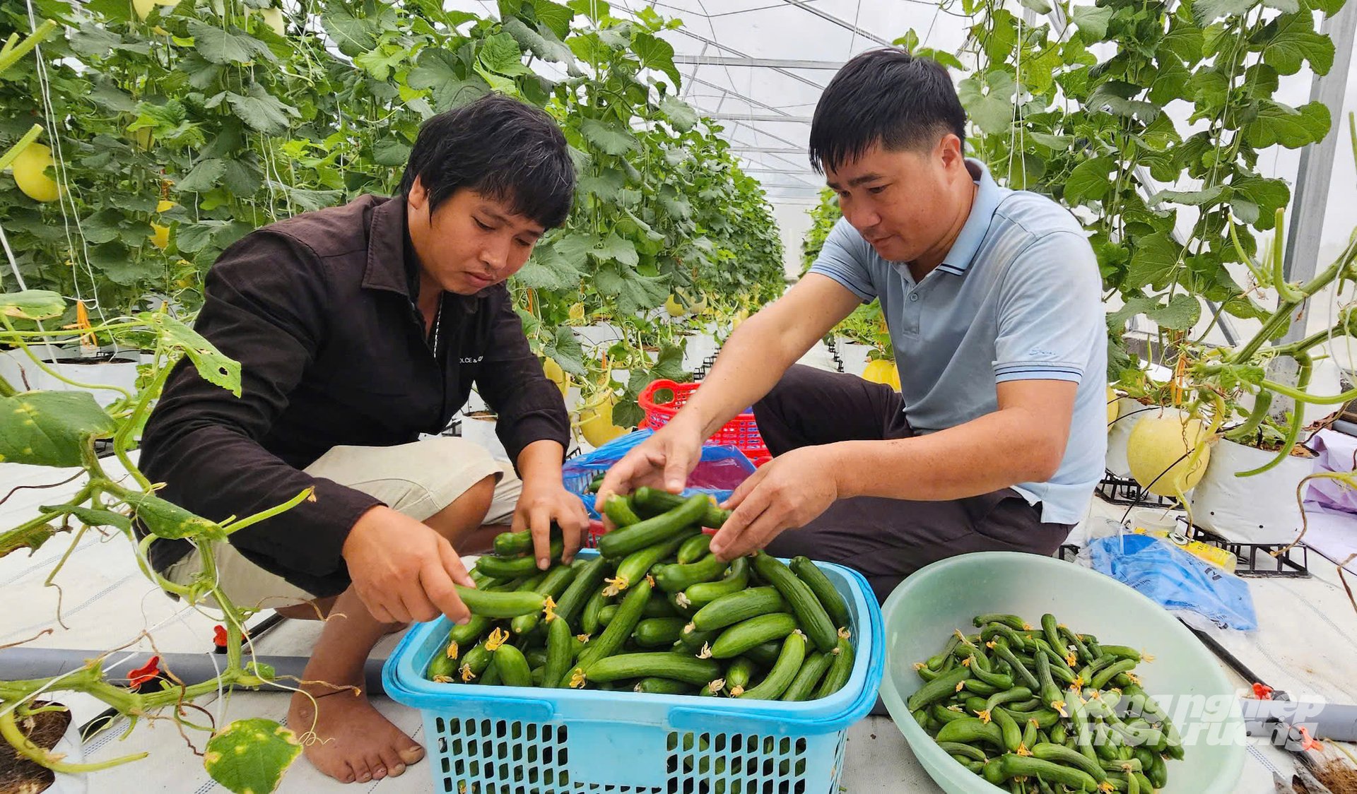 Anh Hoàng Văn Thánh, Giám đốc Hợp tác xã nông nghiệp Tâm An kiểm tra chất lượng rau quả trước khi cung ứng ra thị trường. Ảnh: T. Phùng.