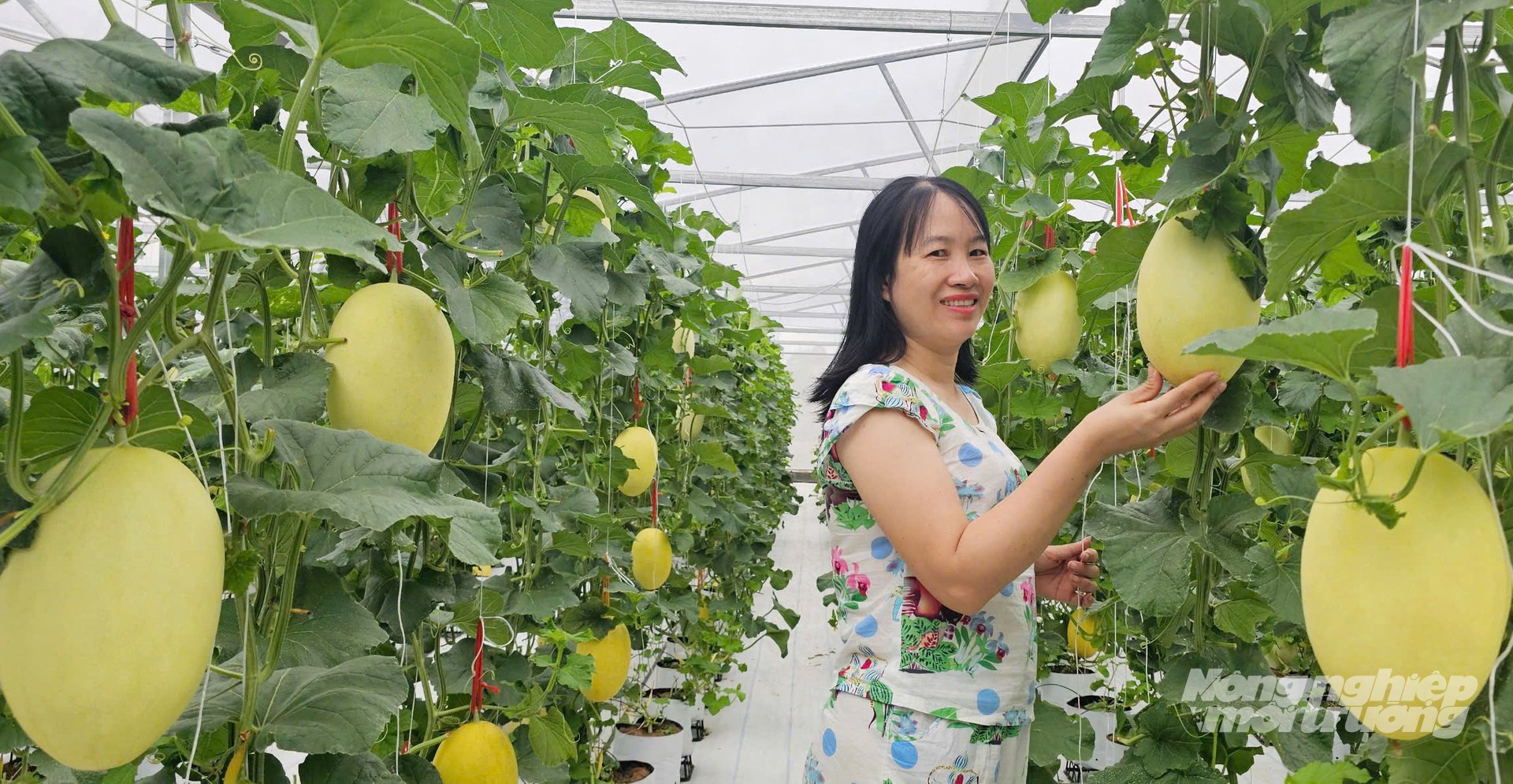 Dưa lưới trồng trong nhà màng sắp đến kỳ thu hoạch. Ảnh: T. Phùng.