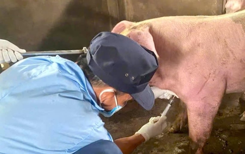 Lực lượng thú y tỉnh Khánh Hòa nỗ lực phòng chống dịch bệnh tả lợn châu Phi. Ảnh: Kim Sơ.