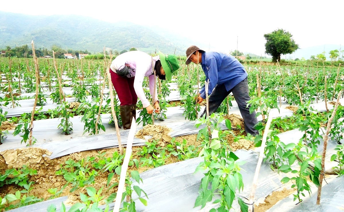 Tỉnh Bình Định cũ kịp thời giới thiệu cách làm sáng tạo, mô hình hay để người dân làm theo nhằm thoát nghèo bền vững. Ảnh: V.Đ.T.