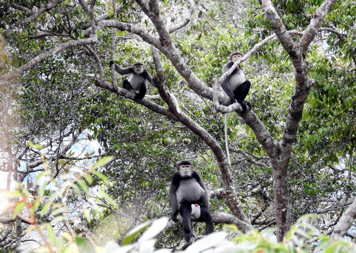 The black-shanked douc langur (Pygathrix nigripes) in the Hon Ba Nature Reserve. Photo: Luu Van Nong.