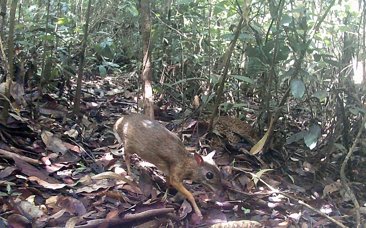The Hon Ba Nature Reserve Management Board (Khanh Hoa) captured images of the lesser mouse-deer (Tragulus javanicus). Photo: Hon Ba Nature Reserve.