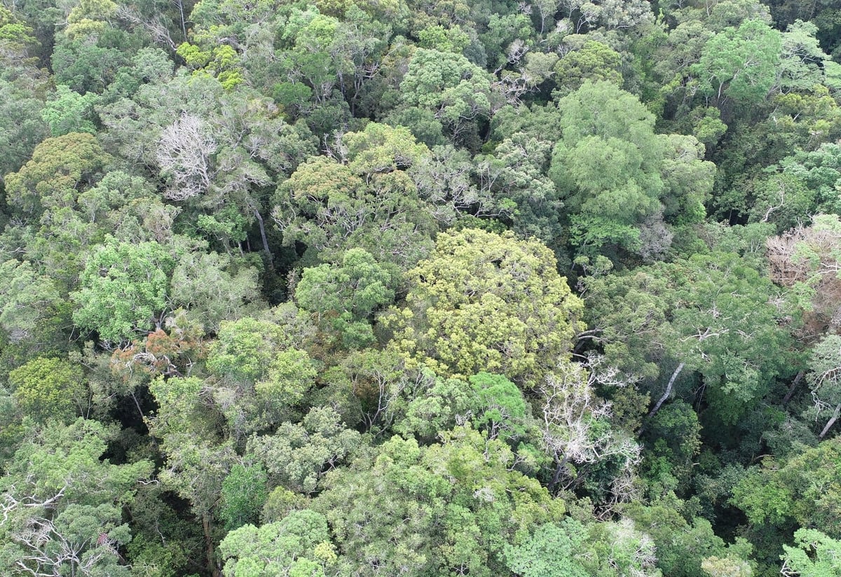 The Hon Ba Nature Reserve features a diverse ecosystem. Photo: Kim So.