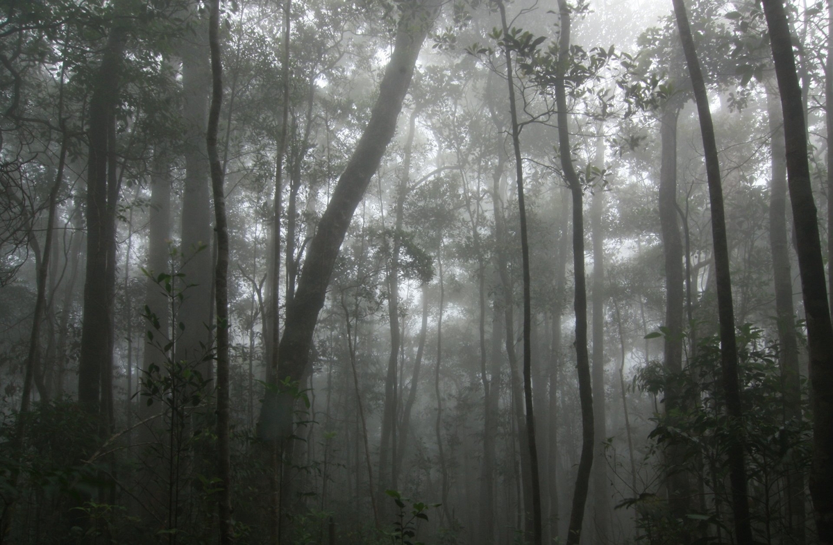 Dense morning fog blankets the Hon Ba Nature Reserve. Photo: Kim So.
