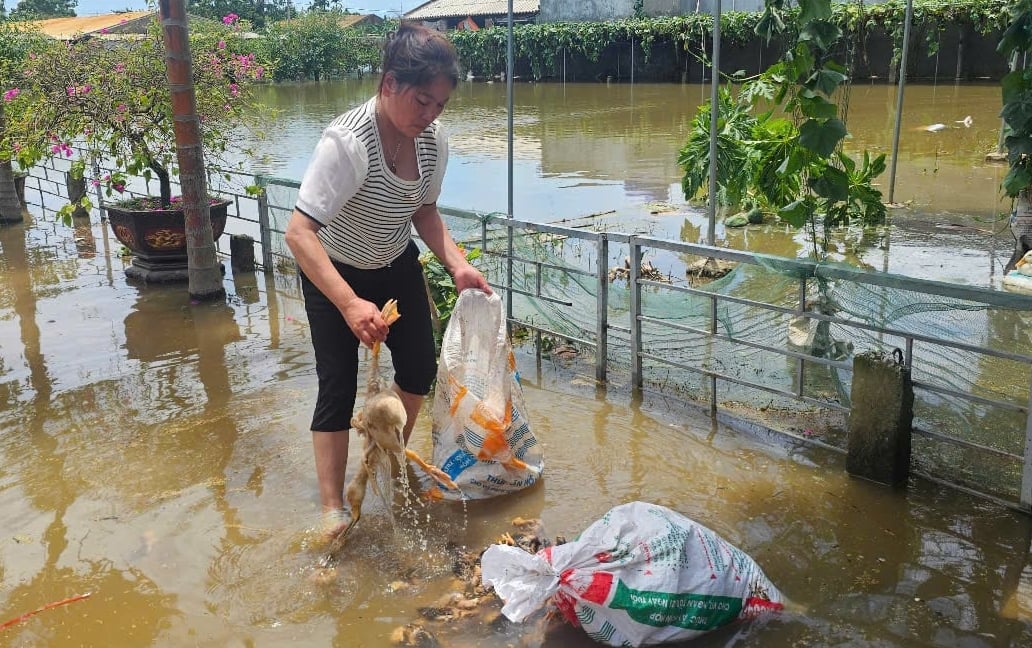 Chị Na vớt xác vịt đi tiêu hủy. Ảnh: Quốc Toản. Chị Na vớt xác vịt đi tiêu hủy. Ảnh: Quốc Toản.