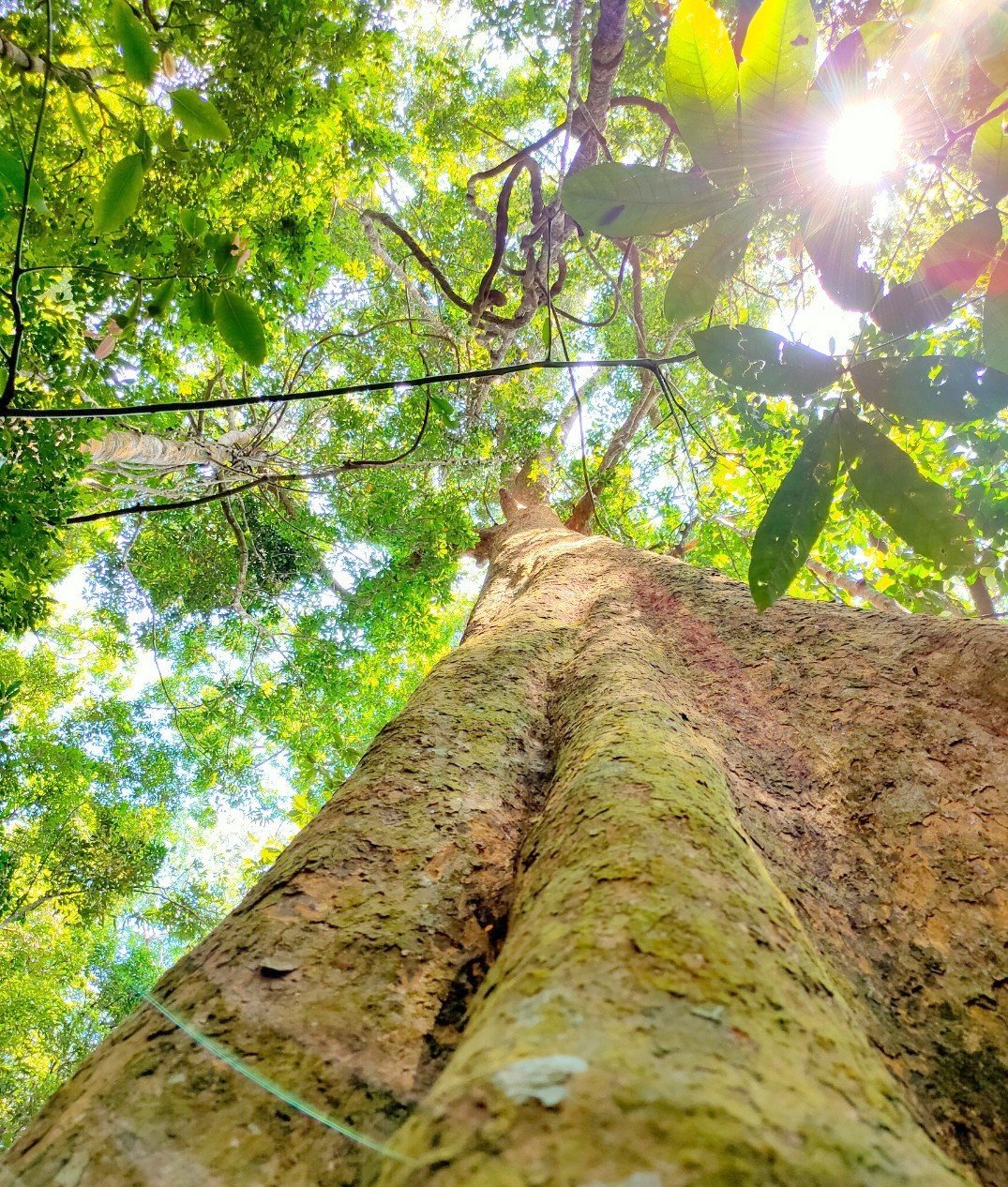 The forest within the Hon Ba Nature Reserve is being conserved and developed. Photo: Kim So.