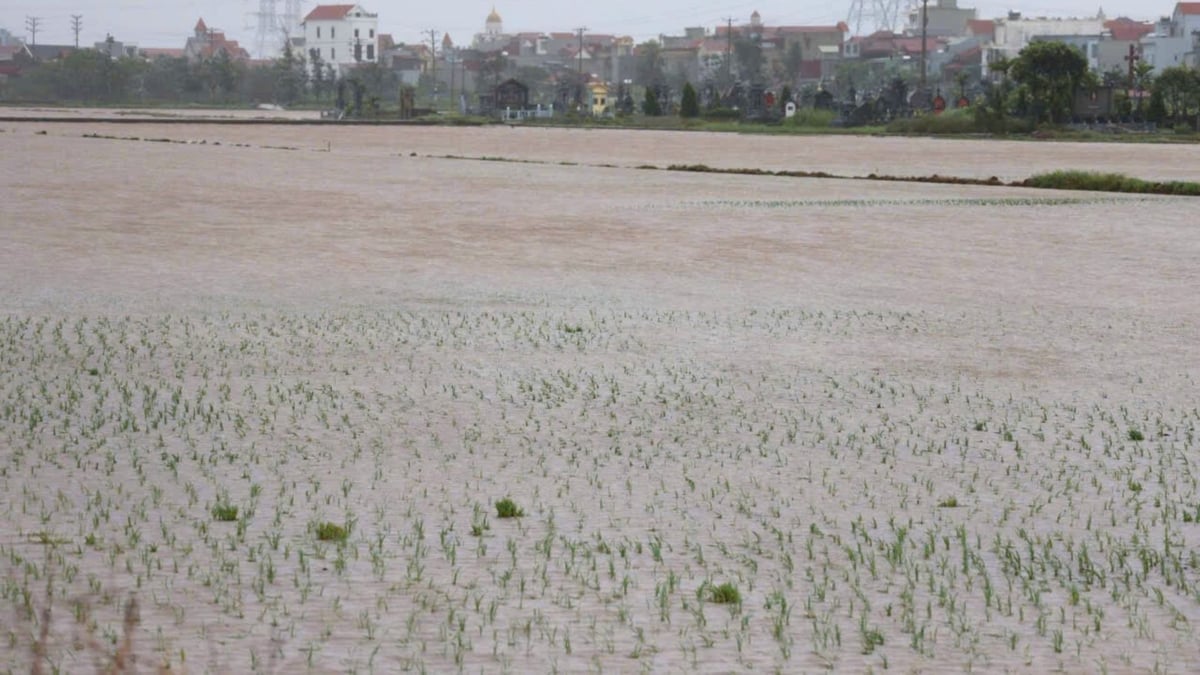 Ninh Bình có hơn 78.355 ha lúa mùa bị ngập nước do ảnh hưởng mưa lớn. Ảnh: Xuân Hào. Ninh Bình có hơn 78.355 ha lúa mùa bị ngập nước do ảnh hưởng mưa lớn. Ảnh: Xuân Hào.