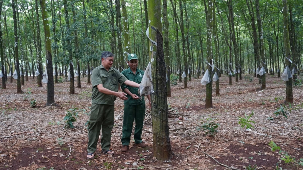 Công nhân Công ty TNHH MTV Cao su Lộc Ninh vững lòng bên dòng nhựa trắng vùng biên. Ảnh: Trần Trung. Công nhân Công ty TNHH MTV Cao su Lộc Ninh vững lòng bên dòng nhựa trắng vùng biên. Ảnh: Trần Trung.