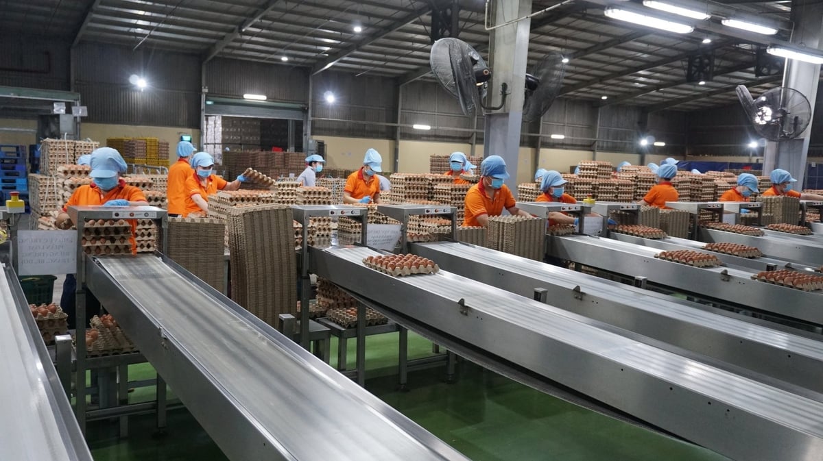 Khu vực đóng gói từng bước tự động hóa góp phần nâng cao chất lượng sản phẩm. Ảnh: Trần Trung. Khu vực đóng gói từng bước tự động hóa góp phần nâng cao chất lượng sản phẩm. Ảnh: Trần Trung.