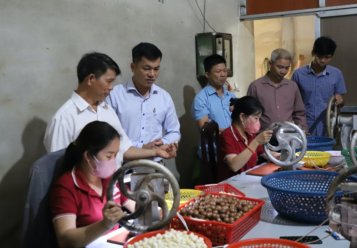 Xã Quảng Trực đang từng bước hình thành chuỗi giá trị mắc ca khép kín giúp tạo thêm việc làm cho nông dân. Ảnh: Phạm Hoài. Xã Quảng Trực đang từng bước hình thành chuỗi giá trị mắc ca khép kín giúp tạo thêm việc làm cho nông dân. Ảnh: Phạm Hoài.