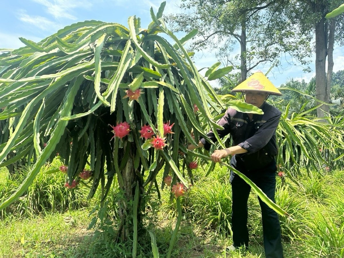 Mô hình nông nghiệp tuần hoàn của anh Lê Văn Hinh tại xã Cốc San đang từng bước khảng định hiệu quả. Ảnh: Bích Hợp. Mô hình nông nghiệp tuần hoàn của anh Lê Văn Hinh tại xã Cốc San đang từng bước khảng định hiệu quả. Ảnh: Bích Hợp.
