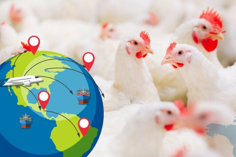 Chicken markets are expected to remain robust through 2025. Photo: Canva.