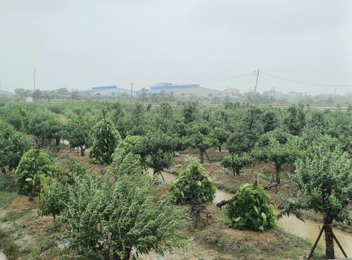 Khoảng 0,18ha cây trồng hằng năm tại Hải Phòng bị thiệt hại trên 70%. Ảnh: Hoàng Phong.