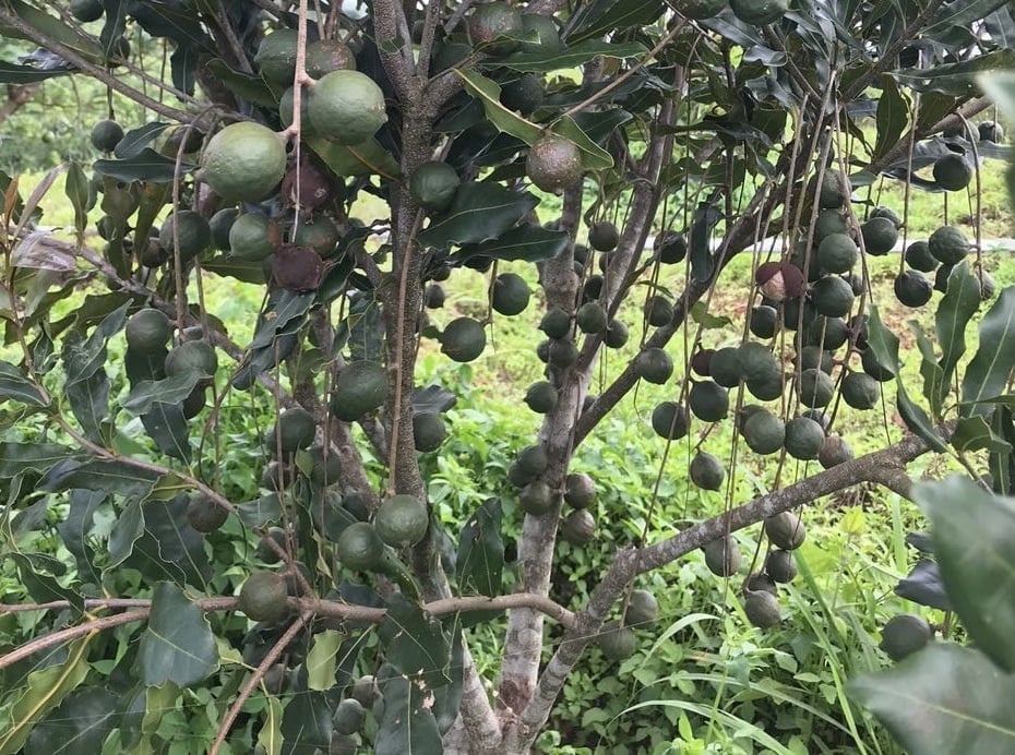 Mắc ca đang là cây trồng giúp nông dân xã Quảng Trực, tỉnh Lâm Đồng thoát nghèo. Ảnh: Phạm Hoài. Mắc ca đang là cây trồng giúp nông dân xã Quảng Trực, tỉnh Lâm Đồng thoát nghèo. Ảnh: Phạm Hoài.