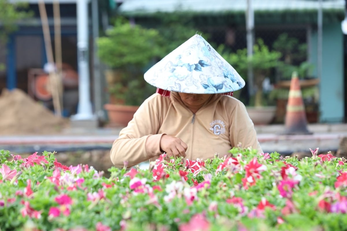 Nông dân làng hoa Sa Đéc cẩn thận chăm sóc dàn hoa dừa cạn chuẩn bị cho Festival Hoa – Kiểng lần 2 năm 2025. Ảnh: Lê Hoàng Vũ. Nông dân làng hoa Sa Đéc cẩn thận chăm sóc dàn hoa dừa cạn chuẩn bị cho Festival Hoa – Kiểng lần 2 năm 2025. Ảnh: Lê Hoàng Vũ.