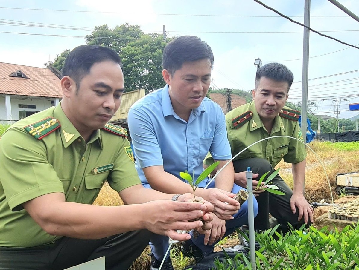Nguồn cây giống chất lượng cao đã góp phần nâng cao chất lượng rừng trồng ở Tuyên Quang. Ảnh: Đào Thanh. Nguồn cây giống chất lượng cao đã góp phần nâng cao chất lượng rừng trồng ở Tuyên Quang. Ảnh: Đào Thanh.