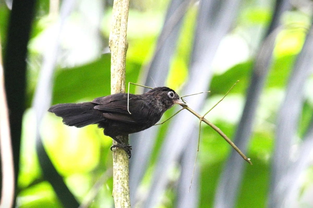 The black-capped babbler is an endangered and endemic species of high conservation value and global significance.