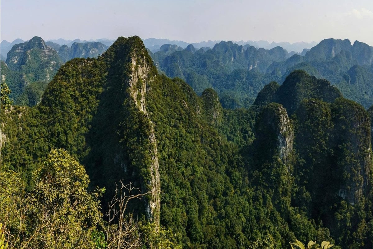 Phong Nha - Ke Bang preserves a unique evergreen forest heritage found only on limestone mountains.