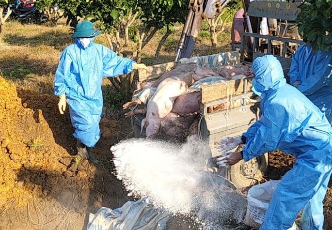 Tỉnh Tuyên Quang đang tập trung tối đa các giải pháp nhằm hạn chế thấp nhất việc lây lan dịch tả lợn Châu Phi ra diện rộng. Ảnh: Minh Thảo. Tỉnh Tuyên Quang đang tập trung tối đa các giải pháp nhằm hạn chế thấp nhất việc lây lan dịch tả lợn Châu Phi ra diện rộng. Ảnh: Minh Thảo.