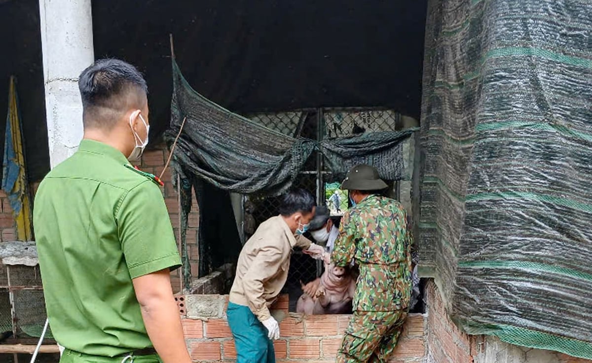 Lực lượng chức năng phát hiện và xử lý ổ dịch tả lợn cục bộ tại xã Nam Đông. Ảnh: V.D
