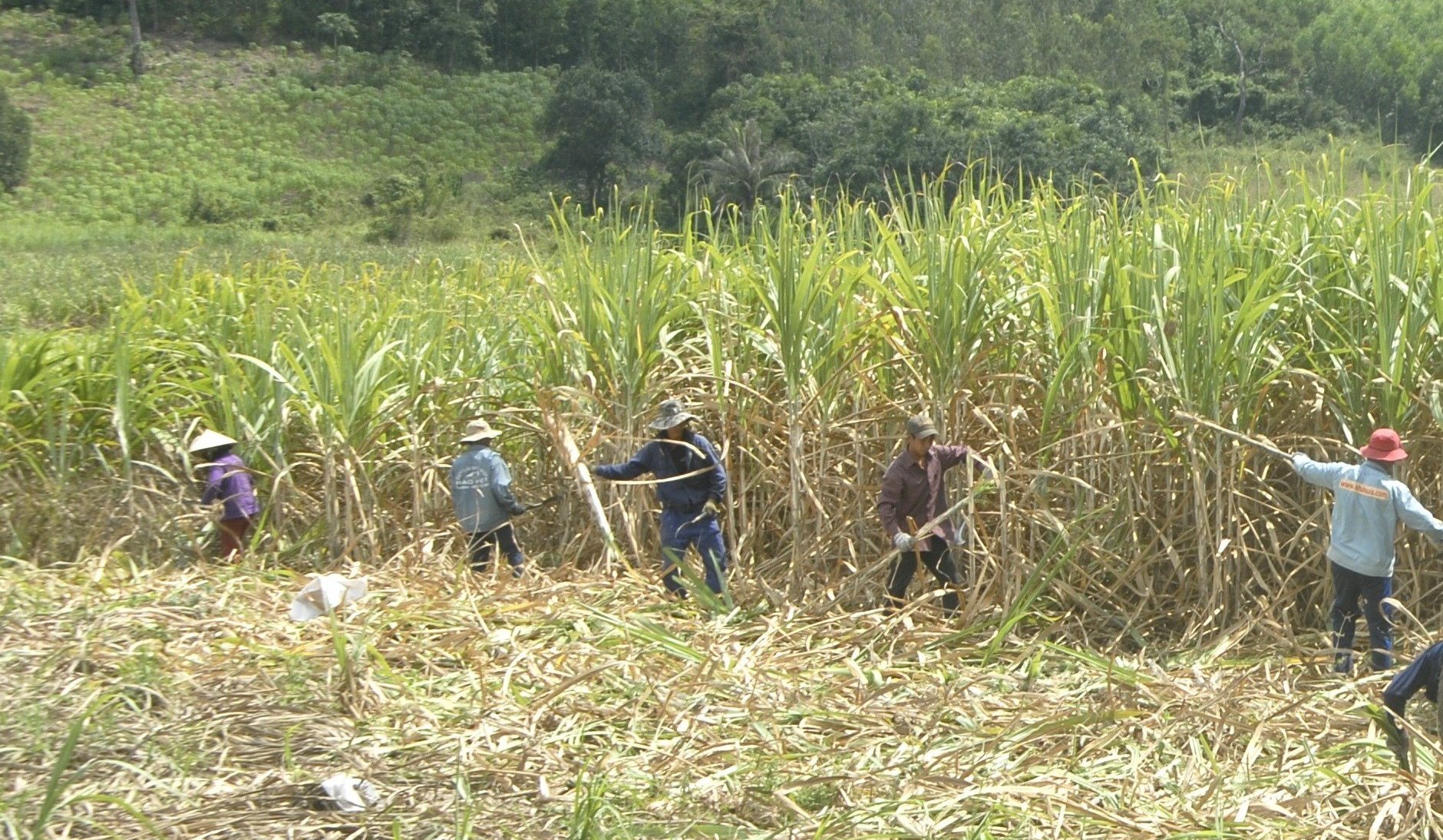 Năm 2025, năng suất mía trong vùng nguyên liệu của Nhà máy đường An Khê đạt 75 tấn/ha. Ảnh: V.Đ.T.