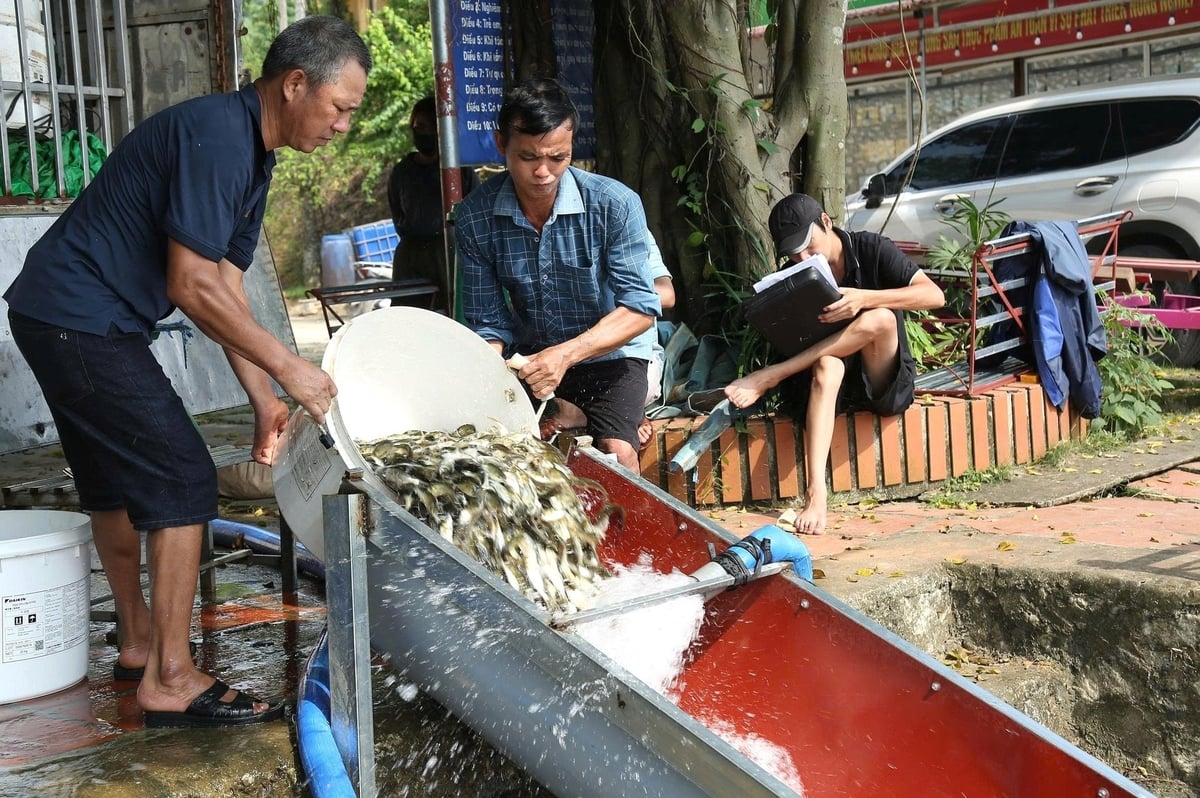 Bên cạnh việc thả cá, doanh nghiệp sẽ phối hợp với người dân thành lập các tổ cộng đồng để đẩy lùi các hình thức đánh bắt tận diệt. Ảnh: Thanh Tiến. Bên cạnh việc thả cá, doanh nghiệp sẽ phối hợp với người dân thành lập các tổ cộng đồng để đẩy lùi các hình thức đánh bắt tận diệt. Ảnh: Thanh Tiến.