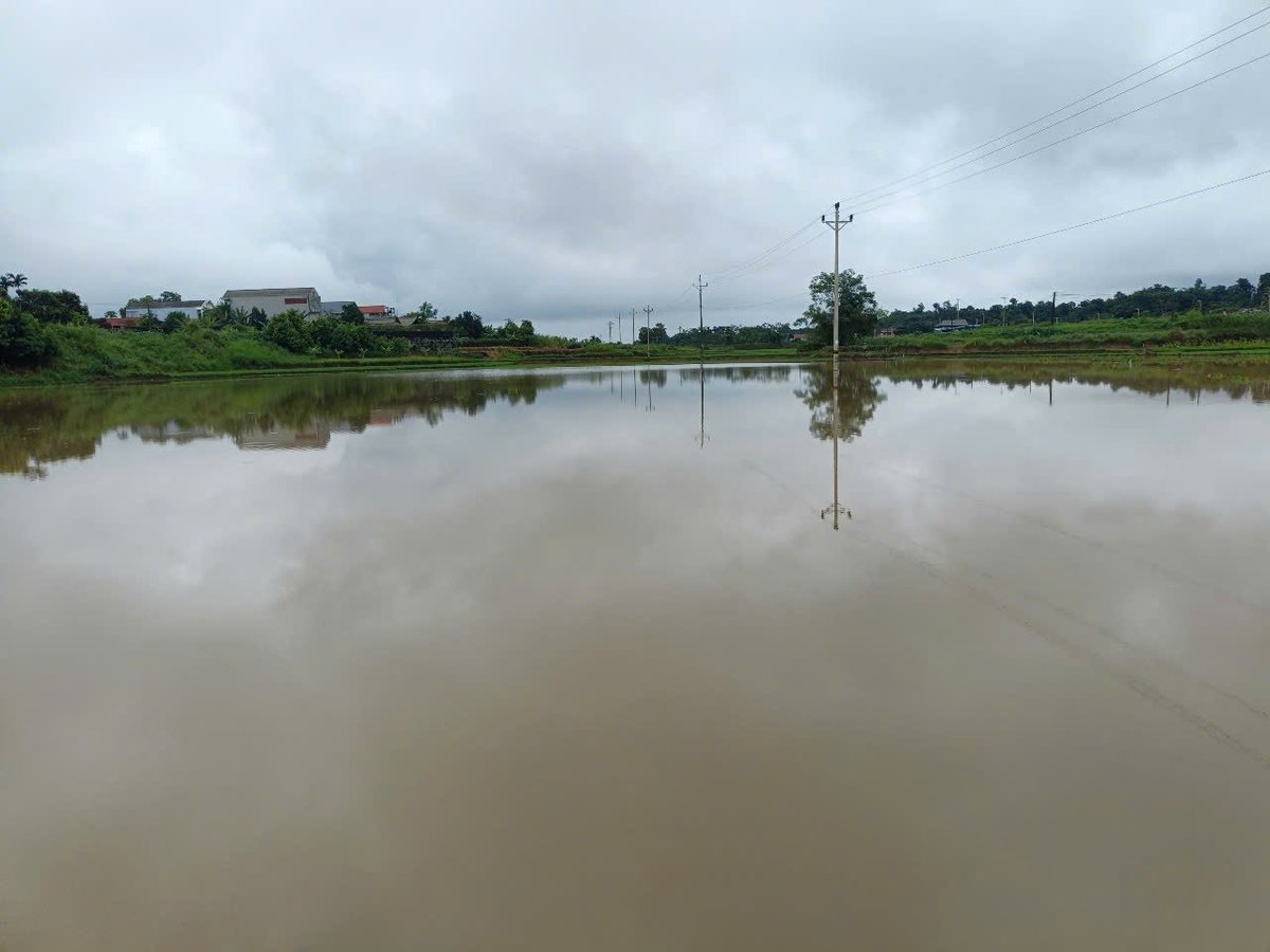Gần 90ha lúa và hoa màu của bà con bị ngập úng. Ảnh: Thanh Tiến.