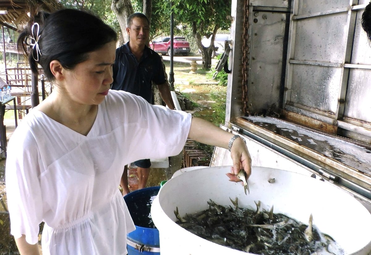 Chất lượng cá giống cũng được giám sát, kiểm tra nghiêm ngặt trước khi thả xuống hồ. Ảnh: Thanh Tiến. Chất lượng cá giống cũng được giám sát, kiểm tra nghiêm ngặt trước khi thả xuống hồ. Ảnh: Thanh Tiến.