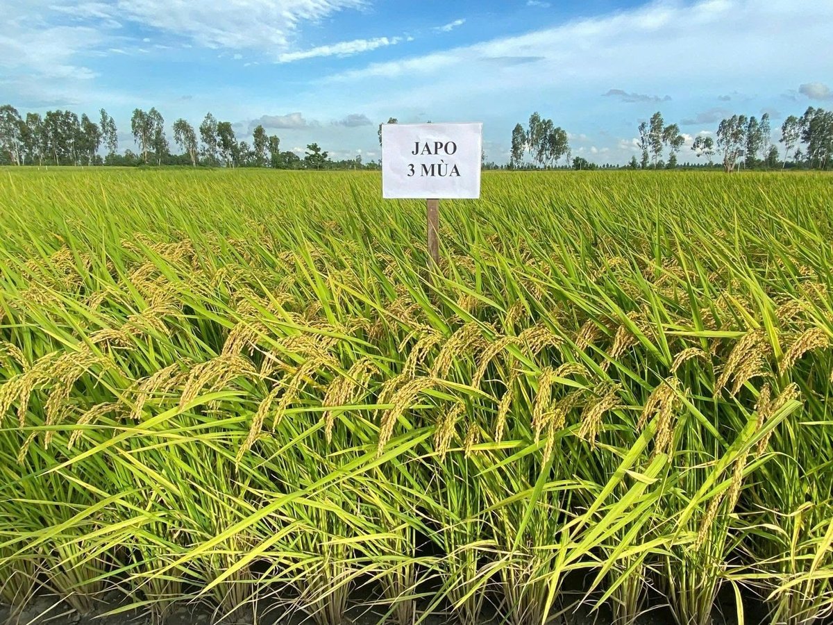 Giống lúa Japo 3 Mùa mở ra cơ hội xuất khẩu gạo Japonica chất lượng cao, giúp nông dân ĐBSCL nâng cao thu nhập. Ảnh: Lê Hoàng Vũ. Giống lúa Japo 3 Mùa mở ra cơ hội xuất khẩu gạo Japonica chất lượng cao, giúp nông dân ĐBSCL nâng cao thu nhập. Ảnh: Lê Hoàng Vũ.