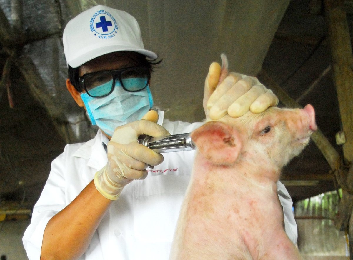 Công tác tiêm phòng định kỳ là biện pháp then chốt giúp kiểm soát dịch bệnh trên đàn vật nuôi, bảo vệ sản xuất chăn nuôi bền vững. Ảnh: Lê Hoàng Vũ.