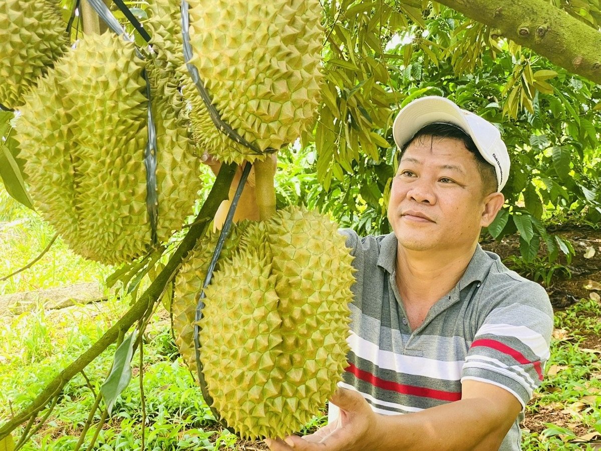 Vườn sầu riêng của anh Trần Thanh Lâm cho thu nhập từ 80 - 100 triệu đồng/công/năm. Ảnh: Lê Hoàng Vũ. Vườn sầu riêng của anh Trần Thanh Lâm cho thu nhập từ 80 - 100 triệu đồng/công/năm. Ảnh: Lê Hoàng Vũ.