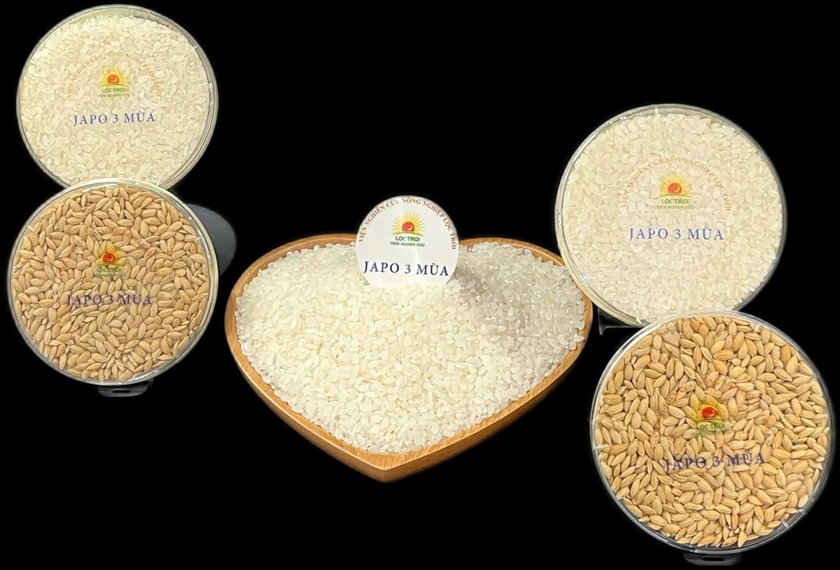 Mẫu gạo và hạt giống Japo 3 Mùa do Tập đoàn Lộc Trời phát triển, đạt tiêu chuẩn cao cấp phục vụ thị trường nội địa và xuất khẩu. Ảnh: Lê Hoàng Vũ. Mẫu gạo và hạt giống Japo 3 Mùa do Tập đoàn Lộc Trời phát triển, đạt tiêu chuẩn cao cấp phục vụ thị trường nội địa và xuất khẩu. Ảnh: Lê Hoàng Vũ.