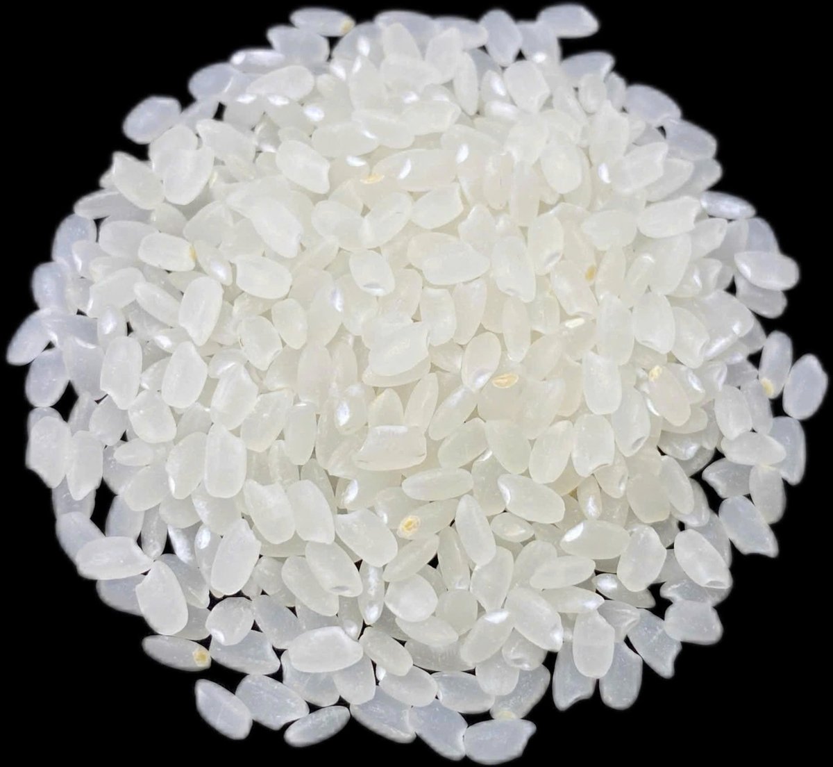 Hạt gạo Japo 3 Mùa ngắn, bóng, dẻo thơm đặc trưng của dòng Japonica đáp ứng yêu cầu khắt khe từ thị trường Nhật Bản. Ảnh: Lê Hoàng Vũ. Hạt gạo Japo 3 Mùa ngắn, bóng, dẻo thơm đặc trưng của dòng Japonica đáp ứng yêu cầu khắt khe từ thị trường Nhật Bản. Ảnh: Lê Hoàng Vũ.