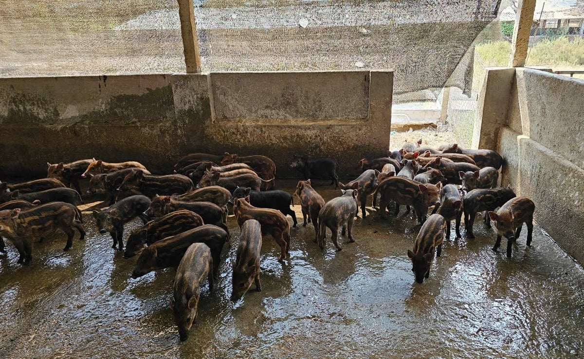Người chăn nuôi cần tuân thủ các biện pháp phòng, chống dịch bệnh trên chăn nuôi. Ảnh: Kim Sơ.