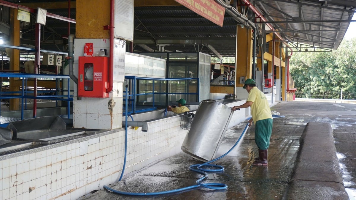 Ông Lê Bá cảnh vệ sinh các trang thiết bị chứa mủ cao su. Ảnh: Trần Trung. Ông Lê Bá cảnh vệ sinh các trang thiết bị chứa mủ cao su. Ảnh: Trần Trung.