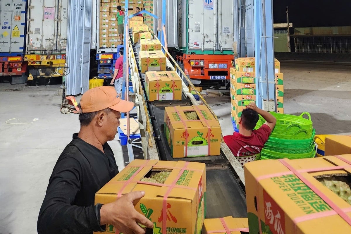 5 tháng đầu năm 2025, kim ngạch xuất khẩu sầu riêng cả nước đạt 387 triệu USD, giảm 58% so với cùng kỳ năm trước. Ảnh: Kim Anh. 5 tháng đầu năm 2025, kim ngạch xuất khẩu sầu riêng cả nước đạt 387 triệu USD, giảm 58% so với cùng kỳ năm trước. Ảnh: Kim Anh.
