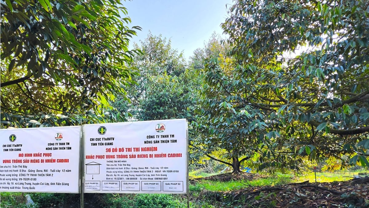 Mô hình khắc phục vùng trồng sầu riêng bị nhiễm cadimi đang được triển khai ở tỉnh Đồng Tháp và cho thấy những tín hiệu tích cực ban đầu. Ảnh: Kim Anh. Mô hình khắc phục vùng trồng sầu riêng bị nhiễm cadimi đang được triển khai ở tỉnh Đồng Tháp và cho thấy những tín hiệu tích cực ban đầu. Ảnh: Kim Anh.