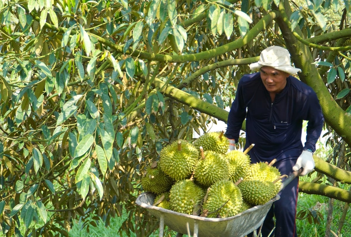 Việc khắc phục vùng trồng sầu riêng bị nhiễm cadimi được kỳ vọng mở ra mục tiêu dài hạn nhằm đảm bảo an toàn thực phẩm, giữ vững thị phần xuất khẩu. Ảnh: Văn Vũ. Việc khắc phục vùng trồng sầu riêng bị nhiễm cadimi được kỳ vọng mở ra mục tiêu dài hạn nhằm đảm bảo an toàn thực phẩm, giữ vững thị phần xuất khẩu. Ảnh: Văn Vũ.