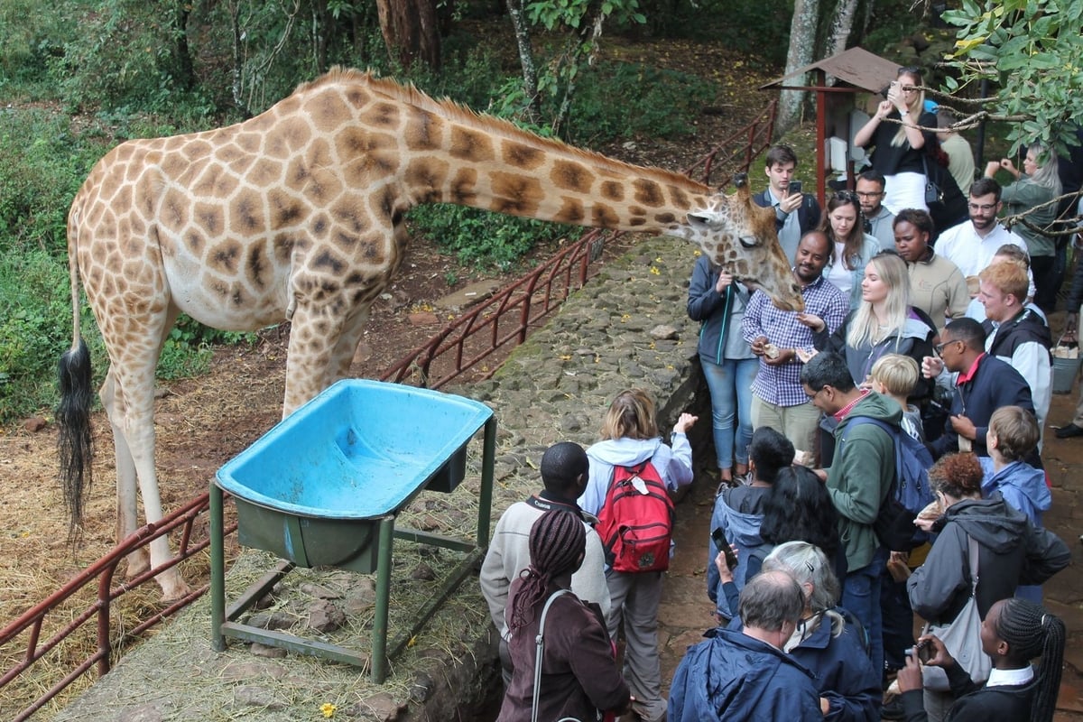 Kenya được xem là niềm tự hào của châu Phi nhờ ngành du lịch động vật hoang dã phát triển, những vận động viên marathon nổi tiếng thế giới và nền kinh tế năng động. Ảnh: Lan Chi. Kenya được xem là niềm tự hào của châu Phi nhờ ngành du lịch động vật hoang dã phát triển, những vận động viên marathon nổi tiếng thế giới và nền kinh tế năng động. Ảnh: Lan Chi.