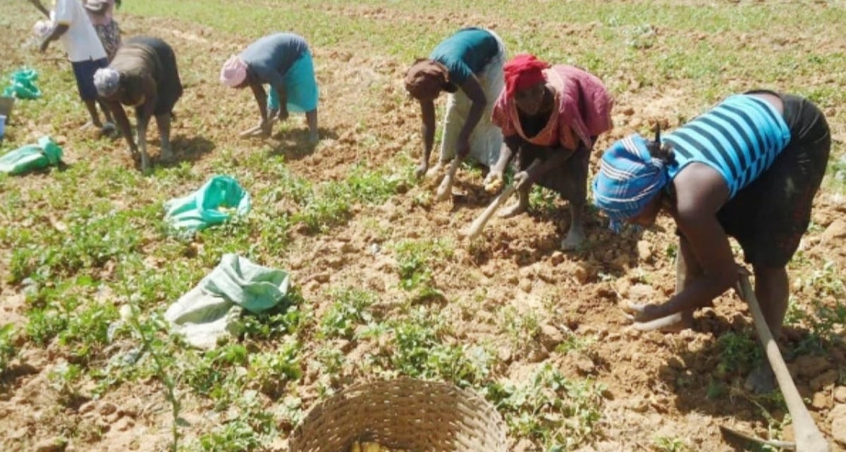 Tanzania triển khai sổ tay canh tác thông minh thích ứng khí hậu nhằm hỗ trợ nông dân tăng năng suất trong bối ảnh biến đổi khí hậu ngày càng nghiêm trọng. Ảnh: IPP Media. Tanzania triển khai sổ tay canh tác thông minh thích ứng khí hậu nhằm hỗ trợ nông dân tăng năng suất trong bối ảnh biến đổi khí hậu ngày càng nghiêm trọng. Ảnh: IPP Media.