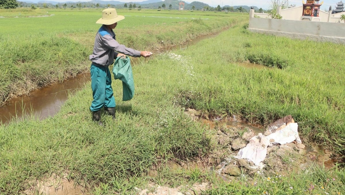 Việc tiêu hủy lợn sơ sài làm tăng nguy cơ lây lan dịch tả lợn Châu Phi. Ảnh: Thanh Nga.