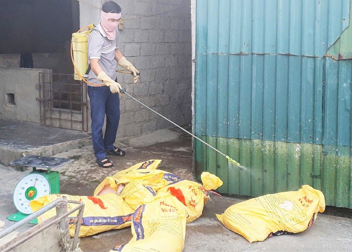 Hầu như ngày nào cũng có lợn nhiễm dịch tả Châu Phi phải đưa đi tiêu hủy. Ảnh: Thanh Nga.