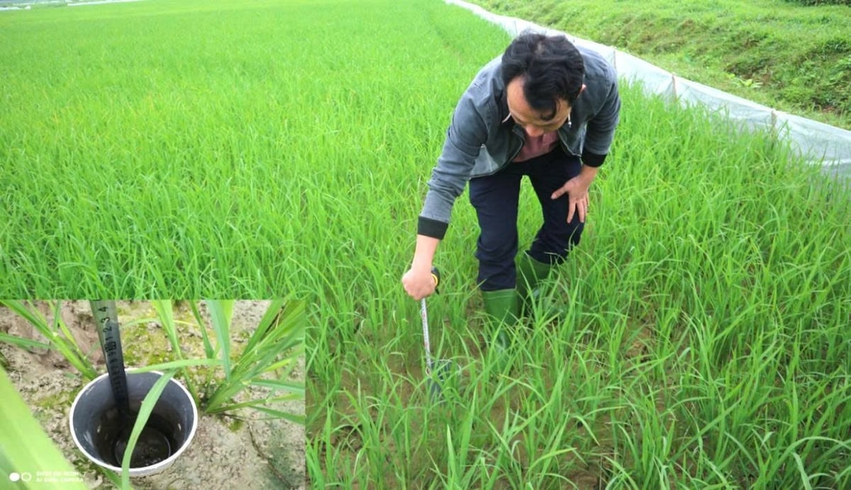 Cán bộ kỹ thuật đang đo mực nước trên ruộng tại Nghệ An, làm căn cứ tính toán giảm phát thải trong dự án ADW tạo tín chỉ carbon. Ảnh: Sỹ Vinh. Cán bộ kỹ thuật đang đo mực nước trên ruộng tại Nghệ An, làm căn cứ tính toán giảm phát thải trong dự án ADW tạo tín chỉ carbon. Ảnh: Sỹ Vinh.