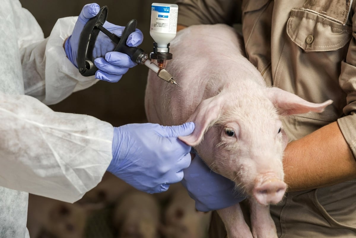 Vietnam aims to build a national strategy to tackle African Swine Fever.