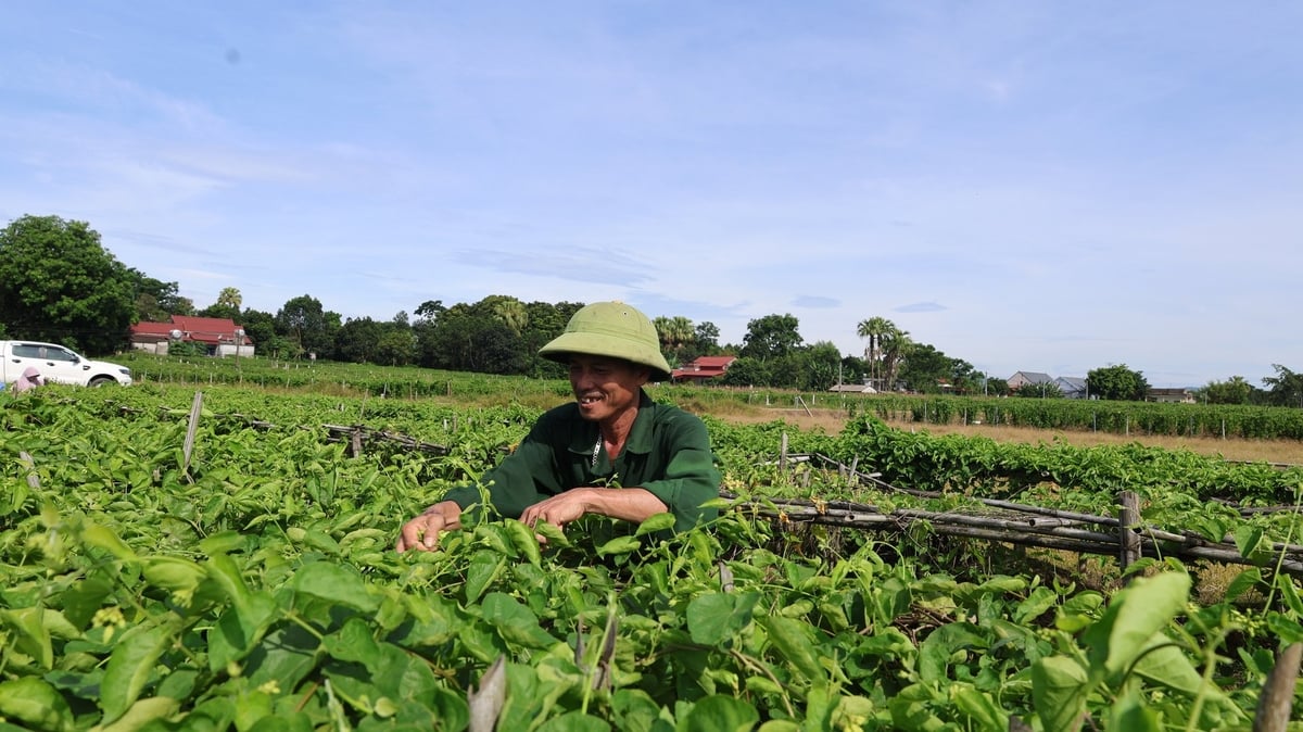 Vợ chồng ông Lê Duy Sáu có thu nhập khoảng 300 triệu đồng/năm từ 10 sào hoa thiên lý. Ảnh: Thanh Tâm.
