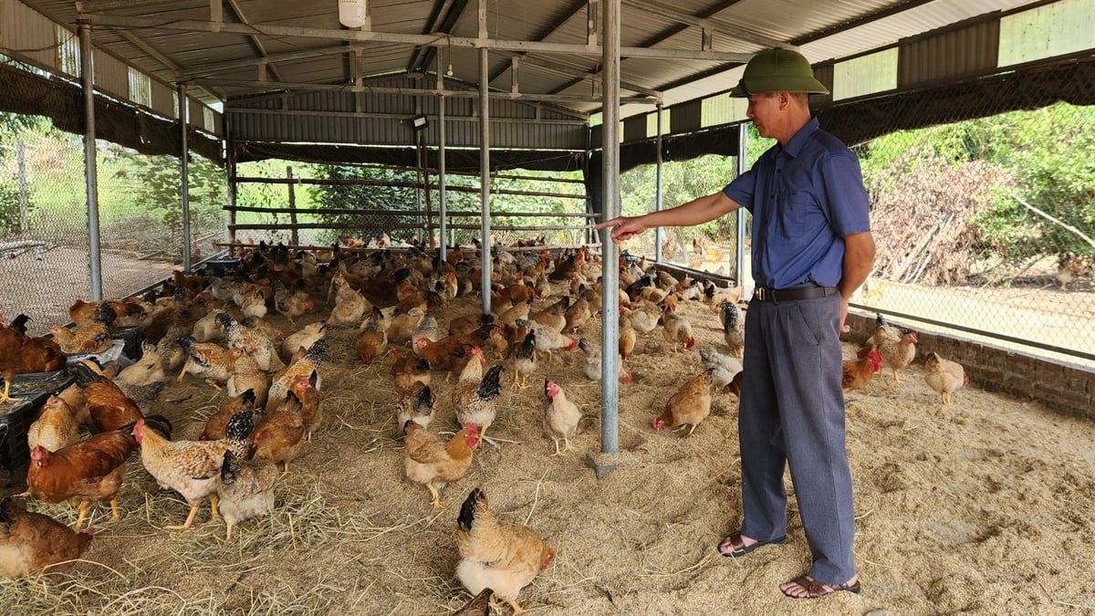 Ông Hoàng Văn Cường đã xây dựng hệ thống chuồng trại chắc chắn để bảo vệ đàn gà Tiên Yên. Ảnh: Nguyễn Thành. Ông Hoàng Văn Cường đã xây dựng hệ thống chuồng trại chắc chắn để bảo vệ đàn gà Tiên Yên. Ảnh: Nguyễn Thành.