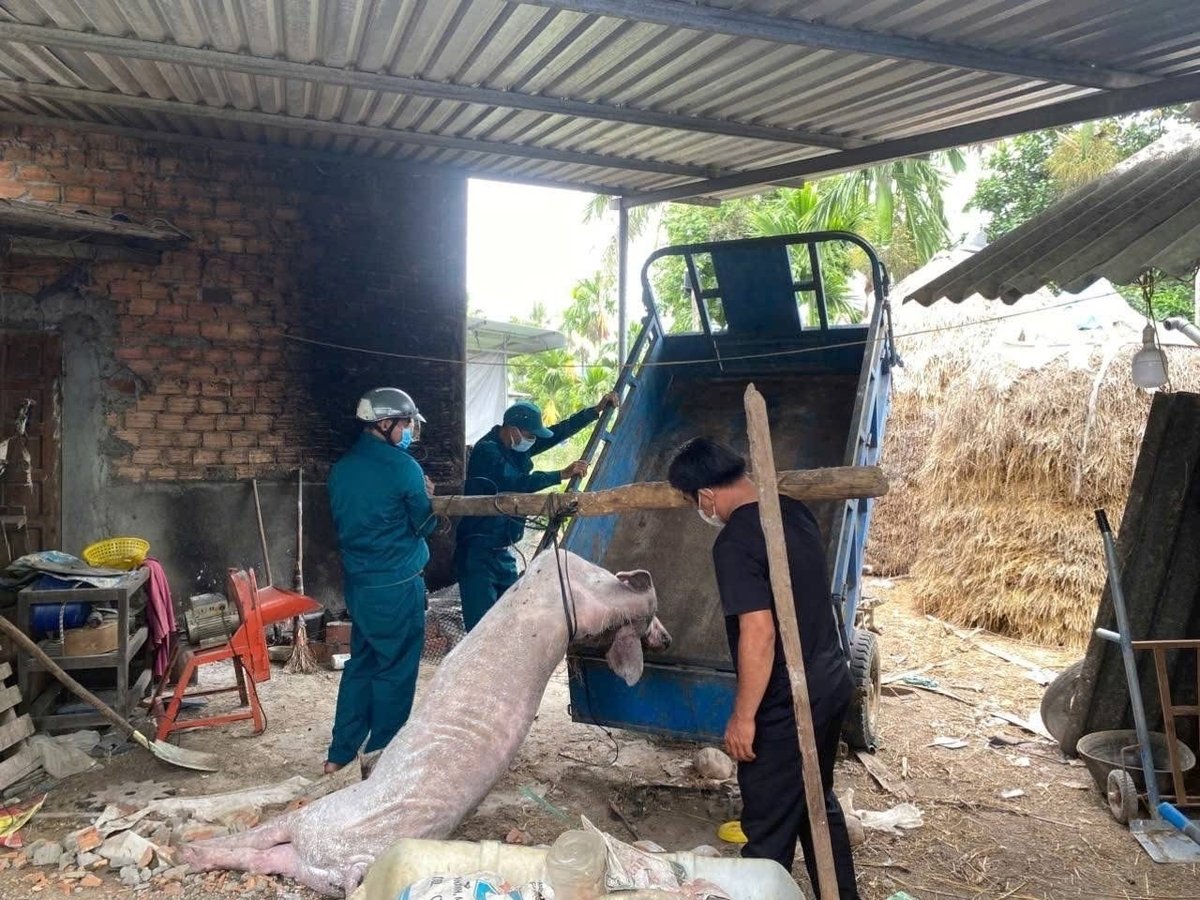 Các hộ chăn nuôi điêu đứng vì dịch tả lợn Châu Phi diễn biến phức tạp. Ảnh: Võ Hà. Các hộ chăn nuôi điêu đứng vì dịch tả lợn Châu Phi diễn biến phức tạp. Ảnh: Võ Hà.