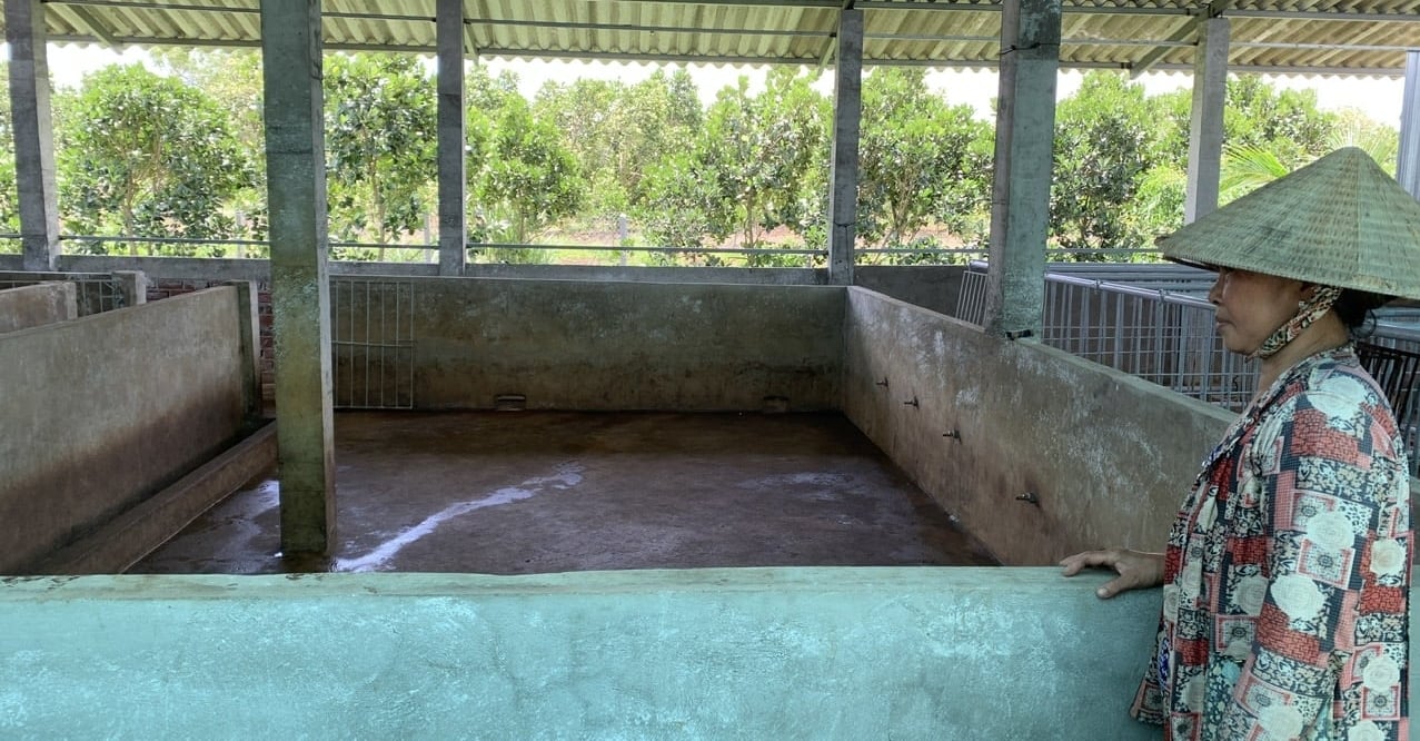 Bà Em buồn bã nhìn chuồng lợn trống trơn kể lại câu chuyện lâm nợ vì mua phải con giống kém chất lượng. Ảnh: Hồ Thảo.